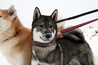 Close up front side view - Two dogs on leashes in snow - A black with grey and white Shikoku is standing in snow, it is looking forward and it has snow on its muzzle. There is a tan with white dog behind it.
