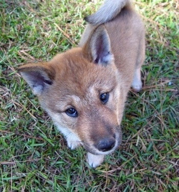 Close up - A top down view of a tan with black and white Shikoku-Ken puppy that is standing in grass, it is looking up and its head is tilted to the left. It has small perk ears and its tail is curled up over its back.