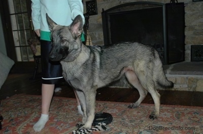 The left side of a tan with black Shiloh Shepherd dog that is standing on a carpeted surface in front on a fireplace. There is a person standing behind it.
