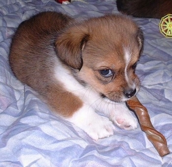 Chihuahua+and+shih+tzu+mix+puppies