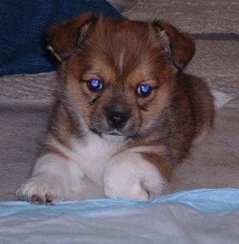 Bulldog+and+shih+tzu+mixes