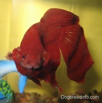 Close Up - A red Siamese fighting fish is swimming next to a blue toy