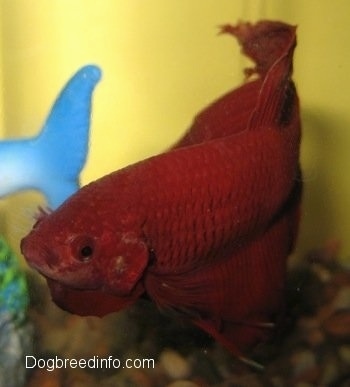 Close Up - A red Siamese Fighting Fish is swimming next to the tail of a blue toy