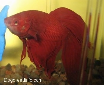 Close Up - A red Siamese Fighting Fish is swimming over top of different brown shaded rocks