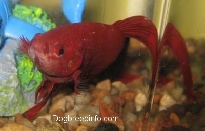 Close Up - The face of a Red Siamese Fighting Fish is swimmign next to a blue shark toy with tan gravel below it.