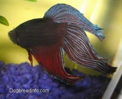 Close Up - The Side of a purple with blue and red Siamese Fighting Fish