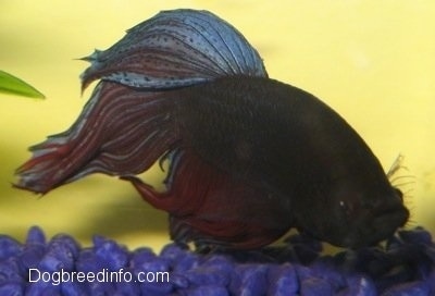 Close Up - A purple with blue and red Siamese Fighting Fish