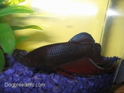 A purple with blue and red Siamese Fighting Fish is swimming towards an underwater plant
