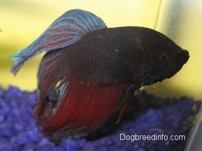 The left side of A purple with blue and red Siamese Fighting Fish swimming over purple gravel.