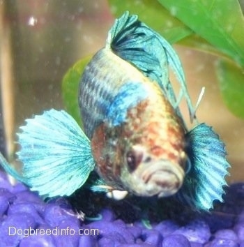 Close Up - A light teal-blue with red and white Siamese Fighting Fish is wading over a bunch of blue rocks