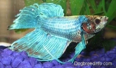 Close Up - A light teal-blue with red and white Siamese Fighting Fish is swimming in front of a water plant