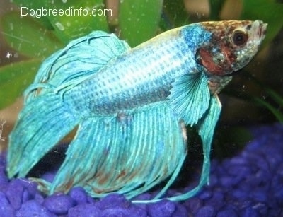 Close Up - A light blue Siamese Fighting Fish