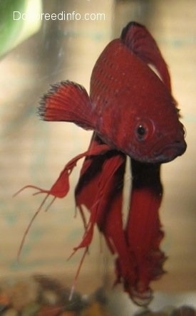 Close Up - A red Siamese Fighting Fish is swimming around