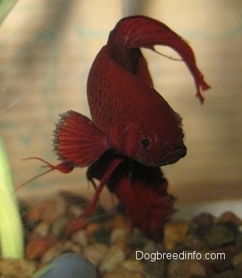 Close Up - A red Siamese Fighting Fish is swimming next to an underwater plant