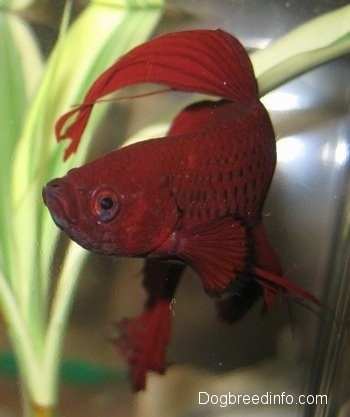Close Up - A red Siamese Fighting Fish wading in water. There is an underwater plant behind it