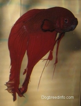 Close Up - A red Siamese Fighting Fish looking like it is hanging in the water.