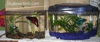 A Red Siamese Fighting rish is swimming in a small clear tank next to another tank with a light teal-blue Siamese fighting fish