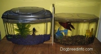 Two Fish tanks are next to each other with a divider in between them. One tank has a light teal-blue Siamese Fighting fish in it and the other has a red Siamese fighting Fish in it