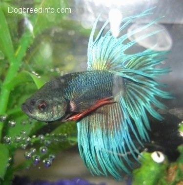 Close Up - A light teal-blue with a red trim Siamese Fighting Fish. There is a water plant behind it