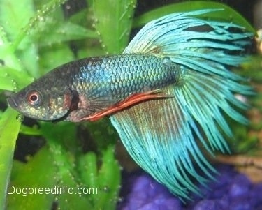 Close Up - A light teal blue with a red trim Siamese Fighting Fish