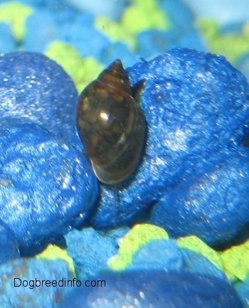 A little black and brown snail is on a blue shell