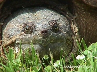 SnappingTurtleYard4.jpg