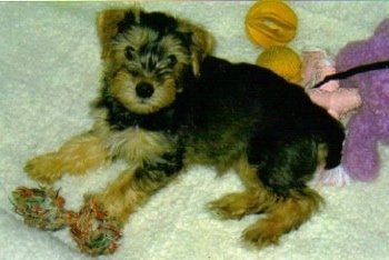 The right side of a small black and tan Snorkie puppy is laying across a carpeted surface, it is looking up and there are plush dolls behind it.