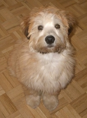 Dogs Hair Cuts Style on Dillon  The Soft Coated Wheaten Terrier At 2 Years Old   He Loves To