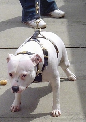 An overweight, white pied Staffordshire Bull Terrier is standing on a concrete surface and there is a person behind it. It is wearing a harness and the dog is pulling.