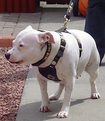 A fat white pied Staffordshire Bull Terrier is standing on a concrete walkway, it is looking to the left and it is wearing a harness.