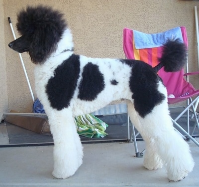 Left Profile - A thick coated, parti-colored white with black Standard Poodle dog posing on a concrete porch. There is a lawn chair behind it. the dog has short shaved hair on its muzzle and the center of its tail.