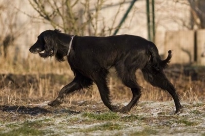 A black Taigan is walking across a grass surface that has a dusting of snow on it. Its head is level with its body and it has a long snout and fringe hair on the back of its legs and underbelly.