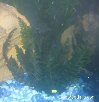 A Trichomanes Javanicum is inside of an aquarium and in front of a rock. The gravel in the tank is shades of blue with some yellow mixed in.