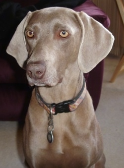 A Weimaraner is sitting on a carpet and it is looking forward. There is a burgundy couch behind it. The dog has wide soft hanging ears and yellow eyes.