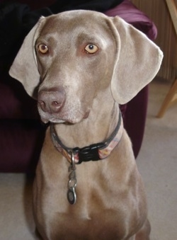 Weimaraner Puppies on Weimaraner Vorstehhund    Grey Ghost   Gray Ghost   Weims   Weimer