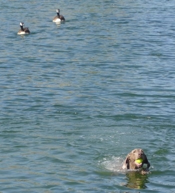A Weimaraner is swimming through a body of water with a tennis ball in its mouth and behind it are two swimming ducks.