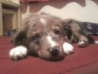 Front view of a blue merle Tri-colored Welsh Sheepdog puppy laying down on a red rug. Its white paws are on each side of its head.