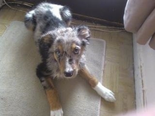 Top down view of a tri-colored blue merle Sheepdog puppy that is laying on a tan door mat looking up. It has white paw tips and a dark nose.