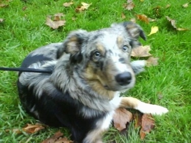 A tri-colored Welsh Sheepdog that is laying outside in a field. It has a dark nose and light eyes.