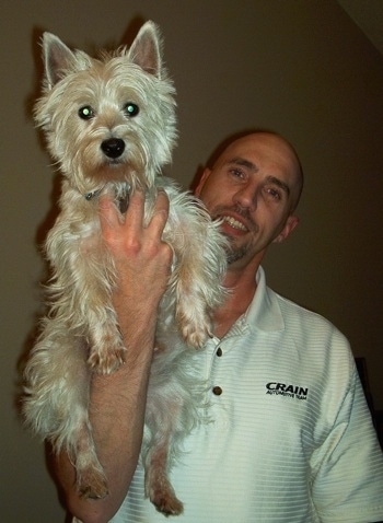 A West Highland White Terrier is laying on a man's arm and the person is holding it in the air.