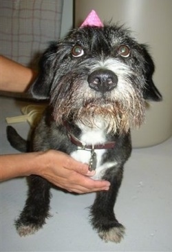 A black with white West of Argyll Terrier is sitting on a carpet and it is wearing a pink party hat. The dog is looking up and there is a person's hands on its back and chest. It has a big wide black noes and big round brown eyes.