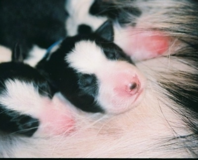 border collie puppies. Newborn Border Collie Puppy