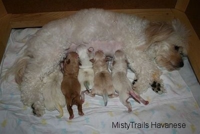 Dam Nursing Puppies