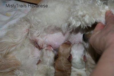 Close Up - Puppies nursing