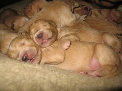 Puppies Care Birth on One Day Old Golden Retriever Puppies