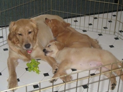 One day old Golden Retriever 2011