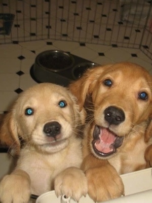 Wallpaper on Annie S Golden Retriever Puppies At Eight Weeks Old