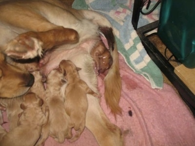 Golden Retriever Puppies on Newborn Golden Retriever Puppy Dog Litter Sleeping   Dogs