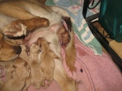 golden retriever puppy playing. Female Golden Retriever -