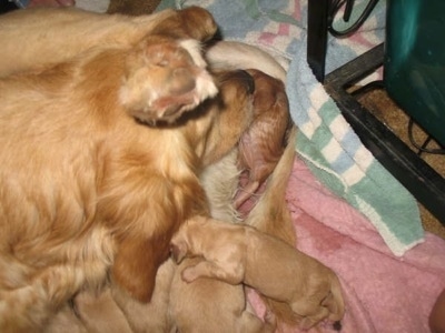 golden retriever pup. Golden Retriever Puppies.